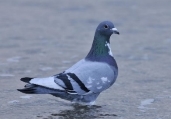 Сизий голуб (Columba livia, сизый голубь) — Птахи України